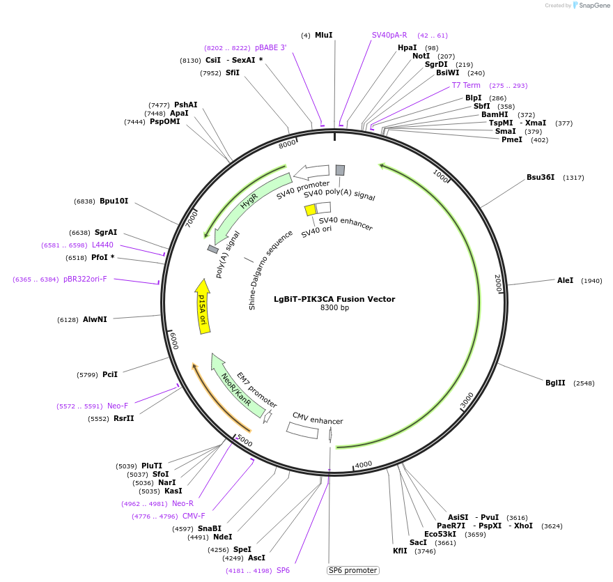 237092-plasmid-map-sequence-id-473321