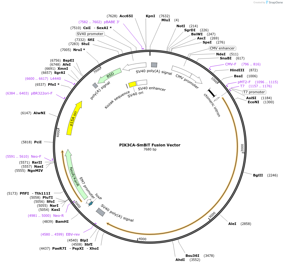 237093-plasmid-map-sequence-id-473322