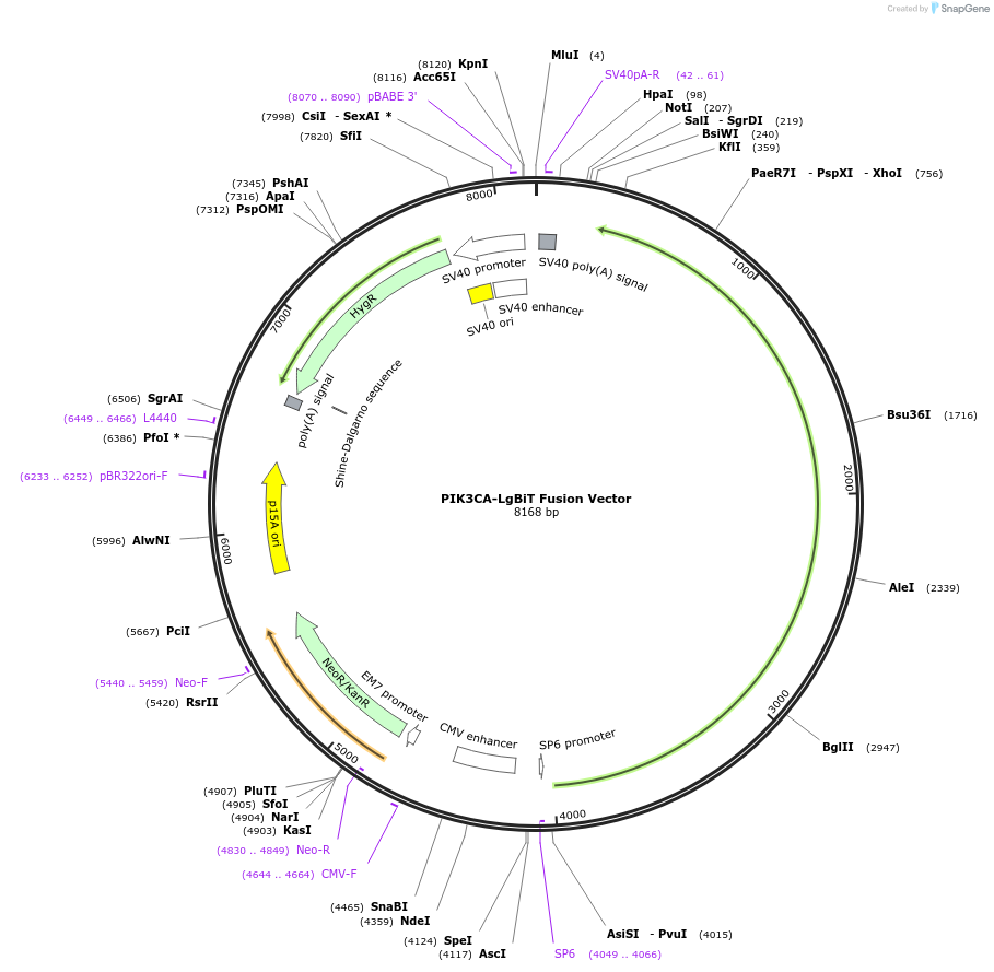 237094-plasmid-map-sequence-id-473323