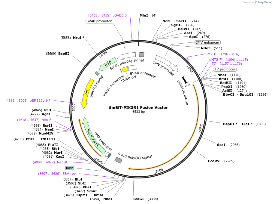 237095-plasmid-map-sequence-id-473324