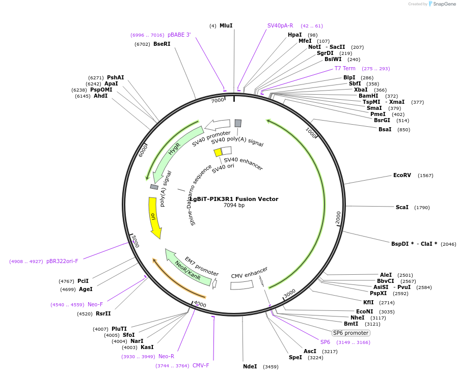237096-plasmid-map-sequence-id-473325