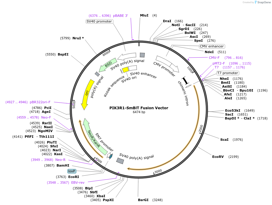 237097-plasmid-map-sequence-id-473326