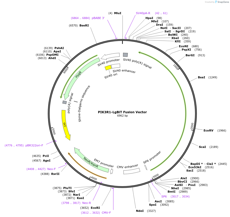 237098-plasmid-map-sequence-id-473327