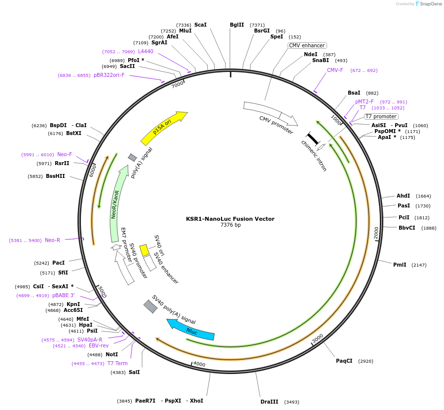 237175-plasmid-map-sequence-id-473328