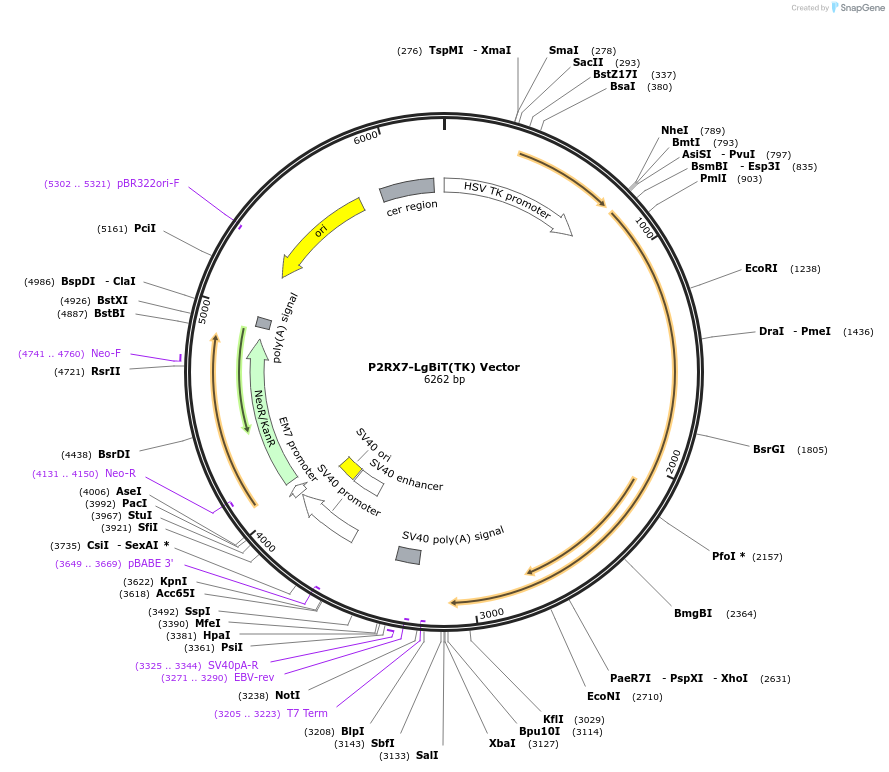 237101-plasmid-map-sequence-id-473329