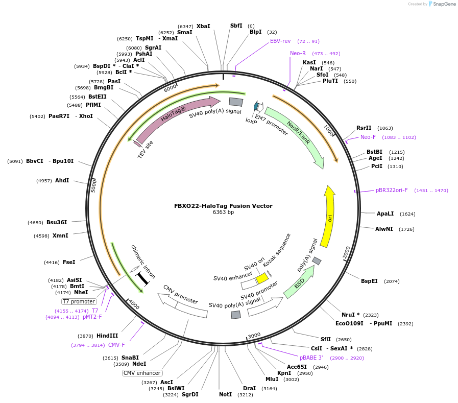 236966-plasmid-map-sequence-id-473330
