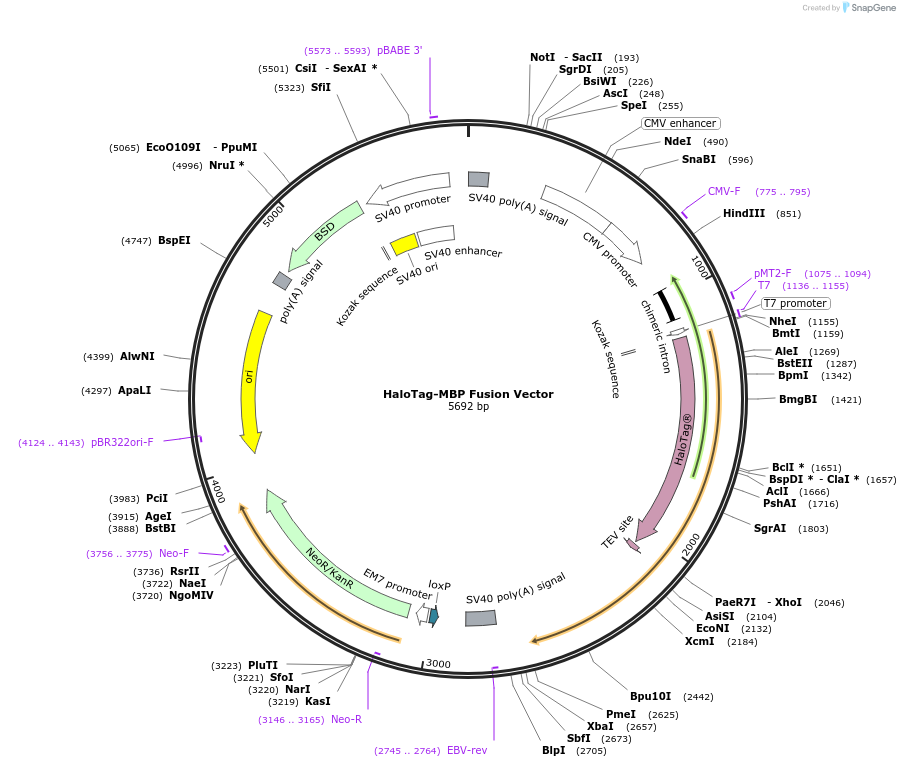 236965-plasmid-map-sequence-id-473331