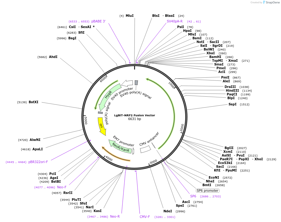 237127-plasmid-map-sequence-id-473332