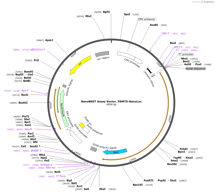 237131-plasmid-map-sequence-id-473333