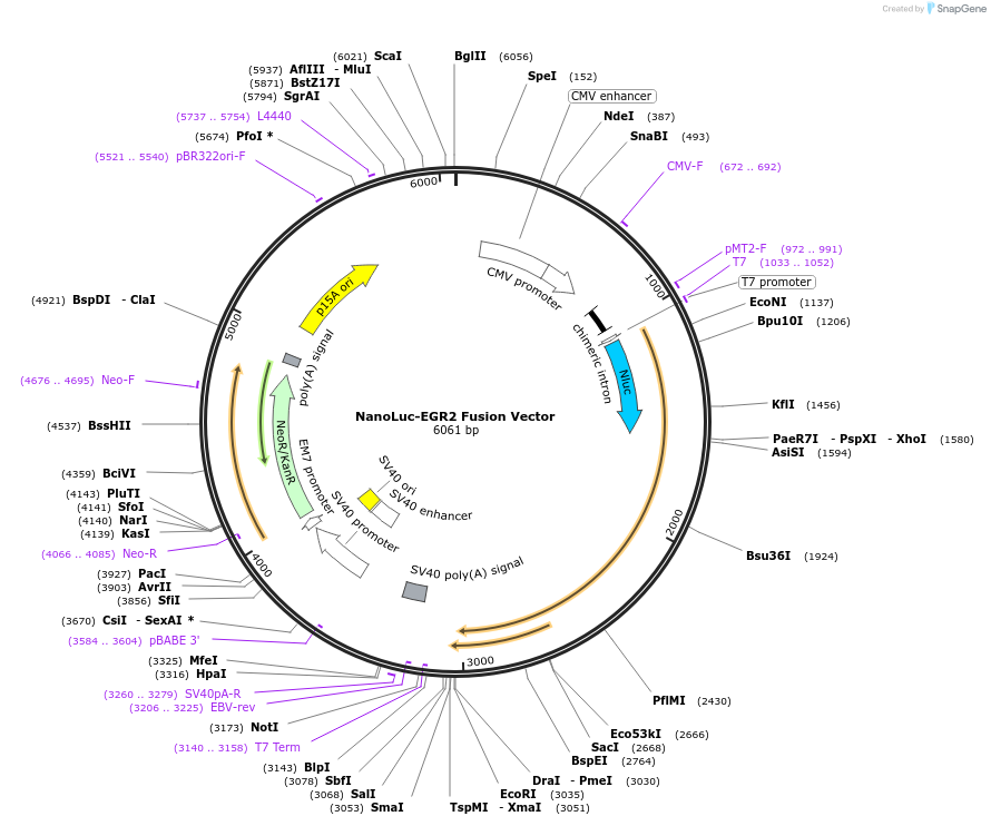 237171-plasmid-map-sequence-id-473334