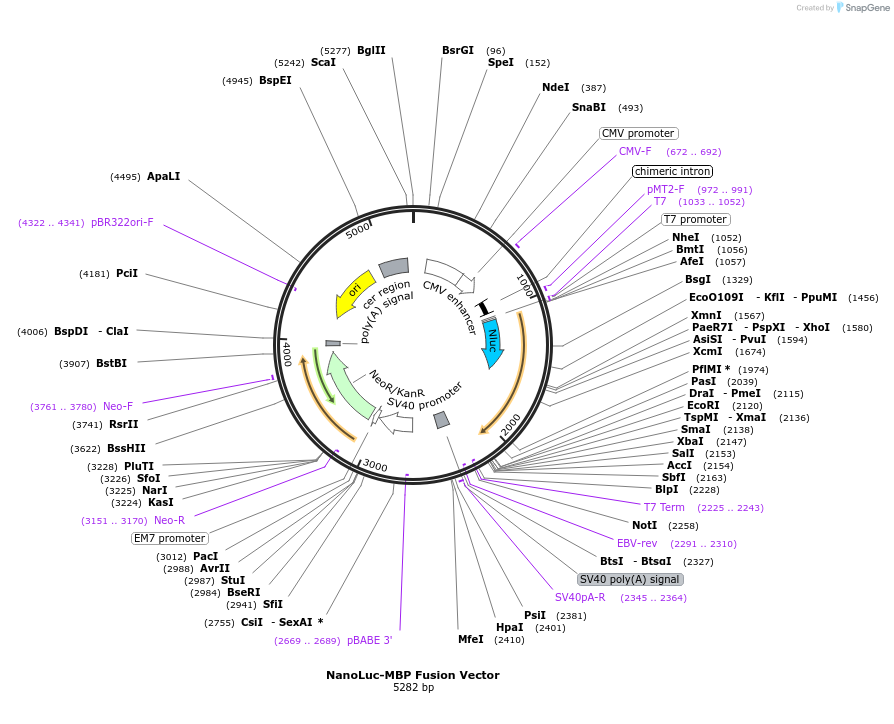 236963-plasmid-map-sequence-id-473336