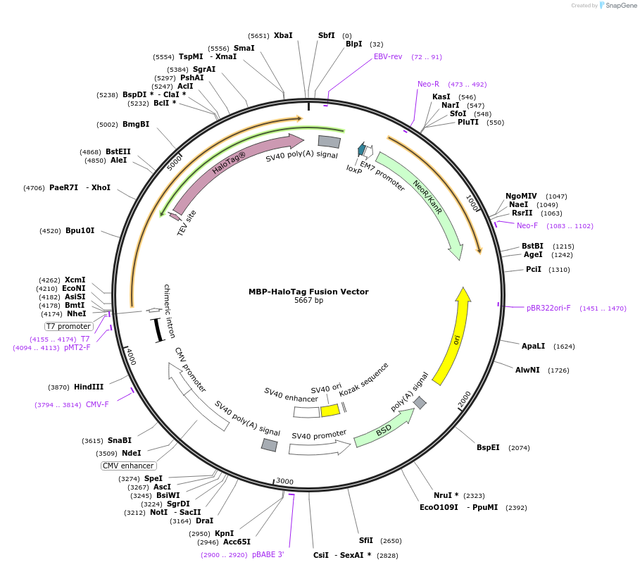 236964-plasmid-map-sequence-id-473337