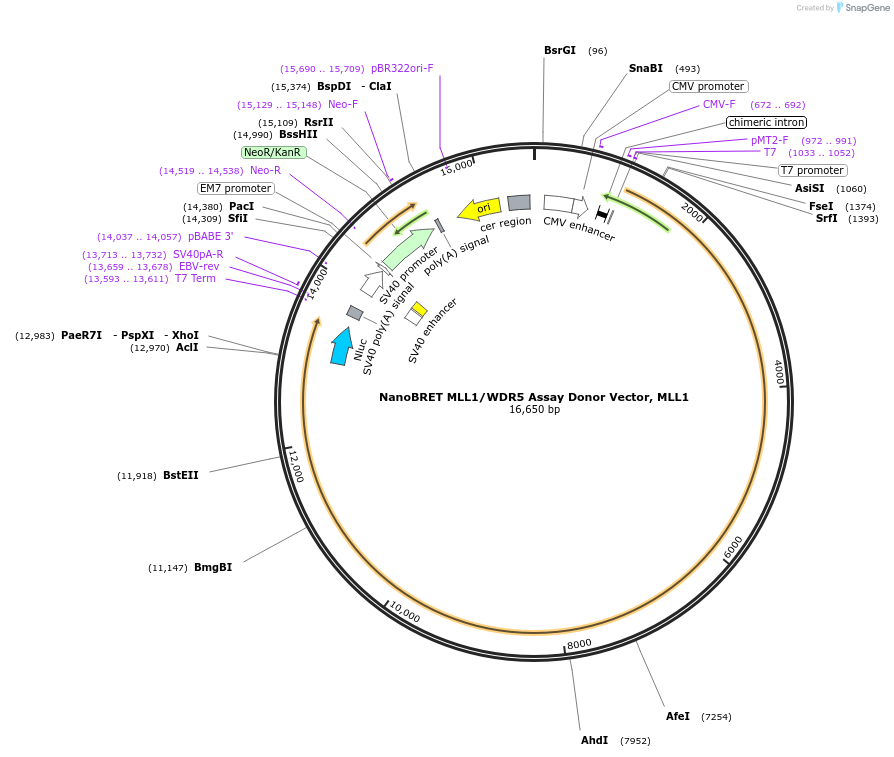237139-plasmid-map-sequence-id-473338