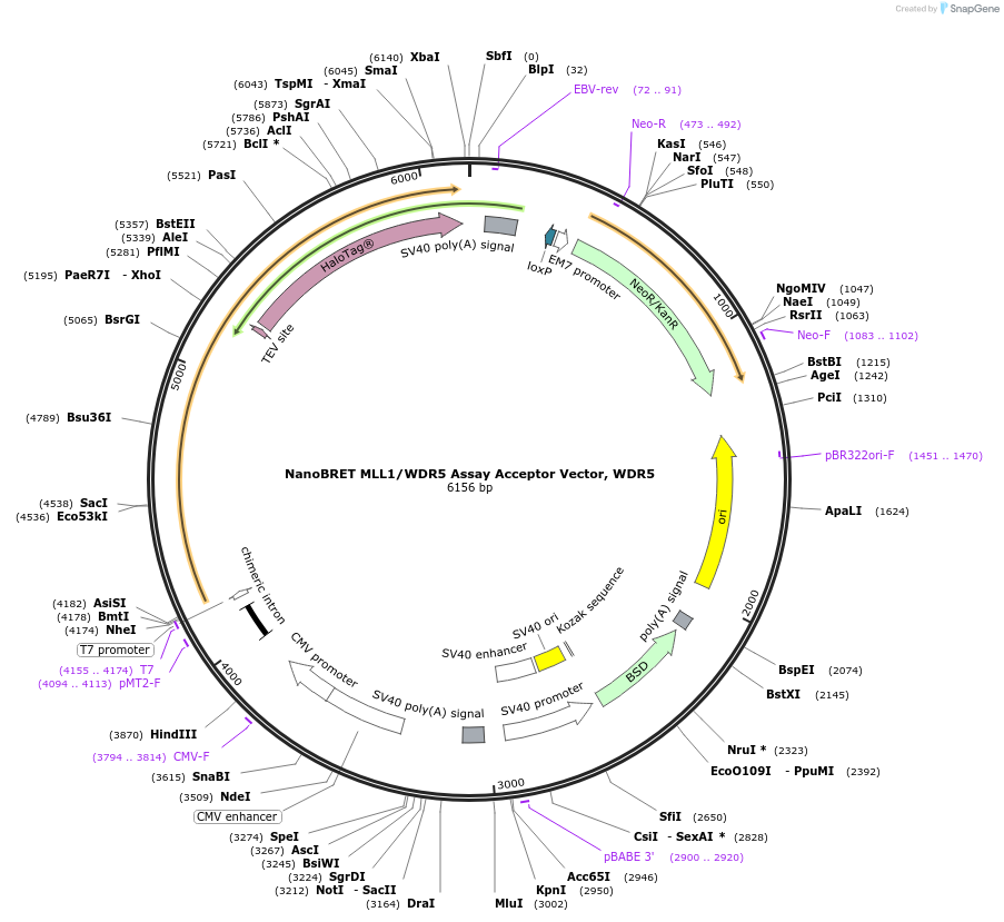 237140-plasmid-map-sequence-id-473339
