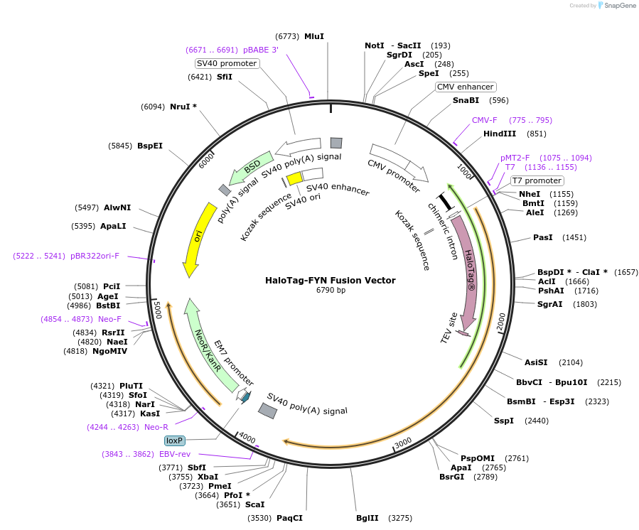 236961-plasmid-map-sequence-id-473340