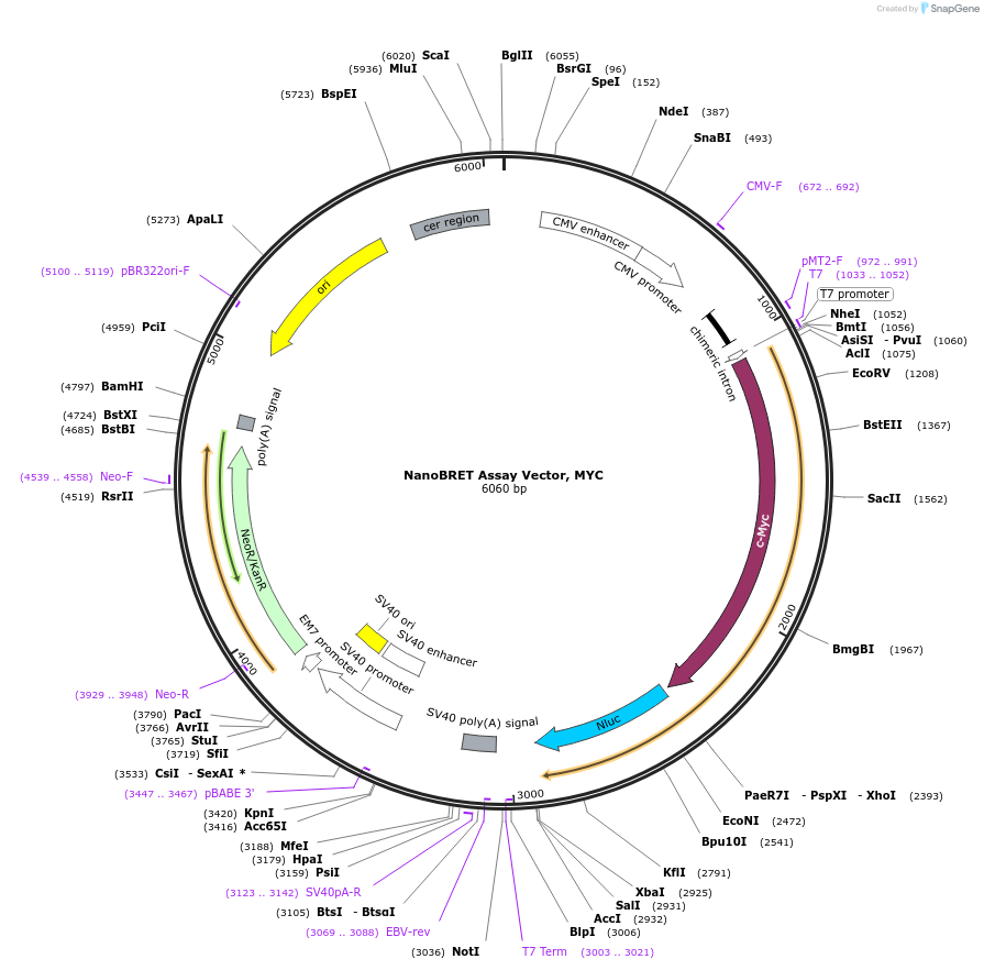 237142-plasmid-map-sequence-id-473341