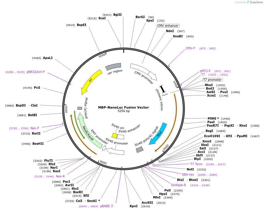 236962-plasmid-map-sequence-id-473342