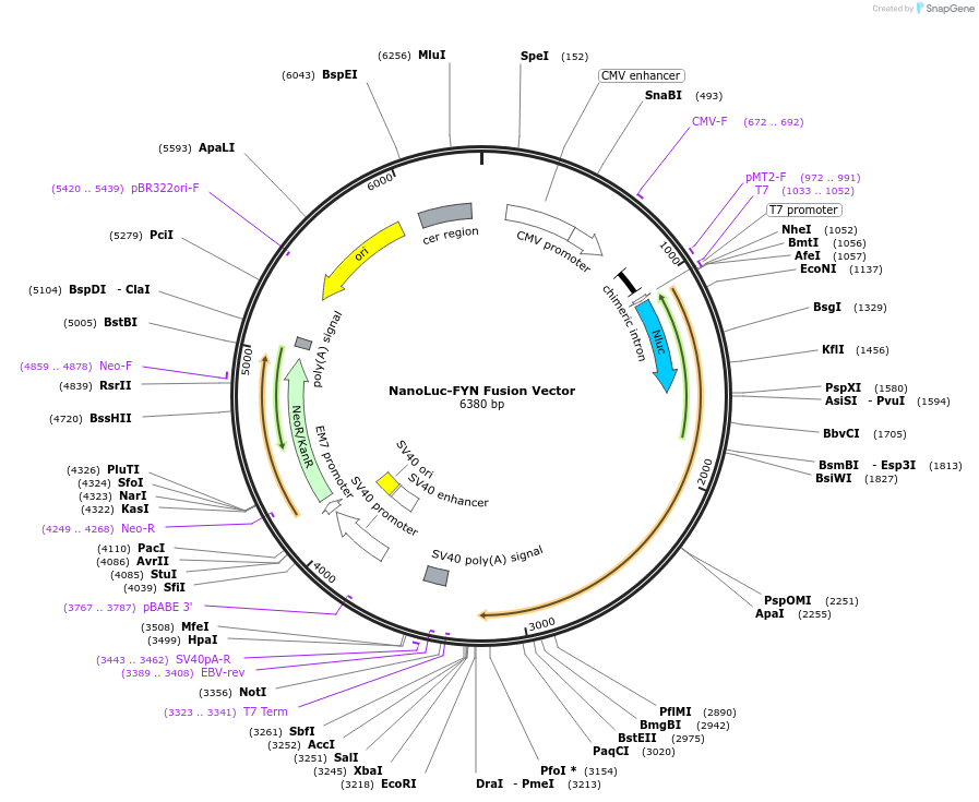 236959-plasmid-map-sequence-id-473343