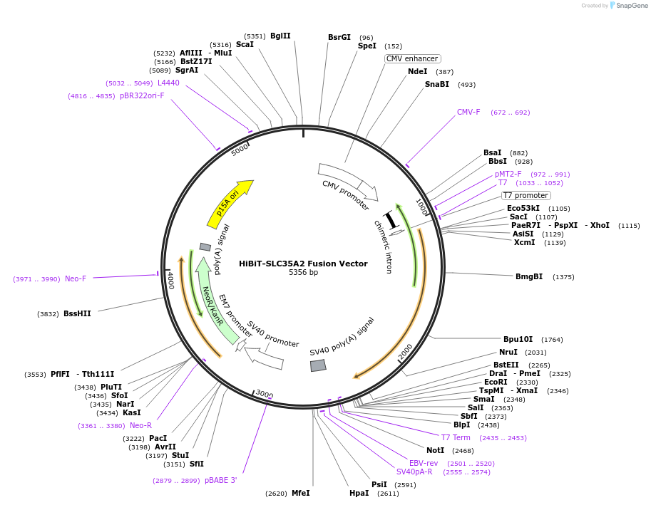 236887-plasmid-map-sequence-id-473344