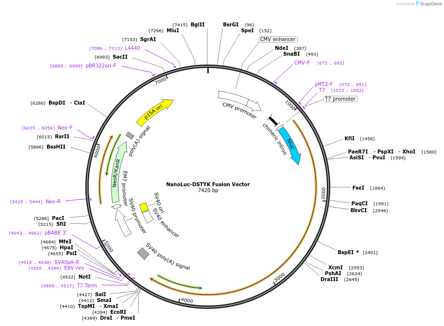 237162-plasmid-map-sequence-id-473345