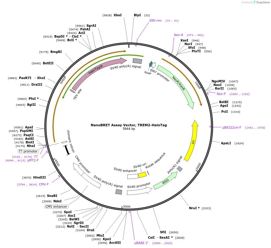 237148-plasmid-map-sequence-id-473346