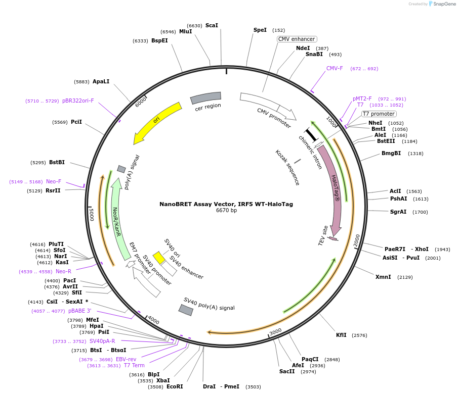 237149-plasmid-map-sequence-id-473347