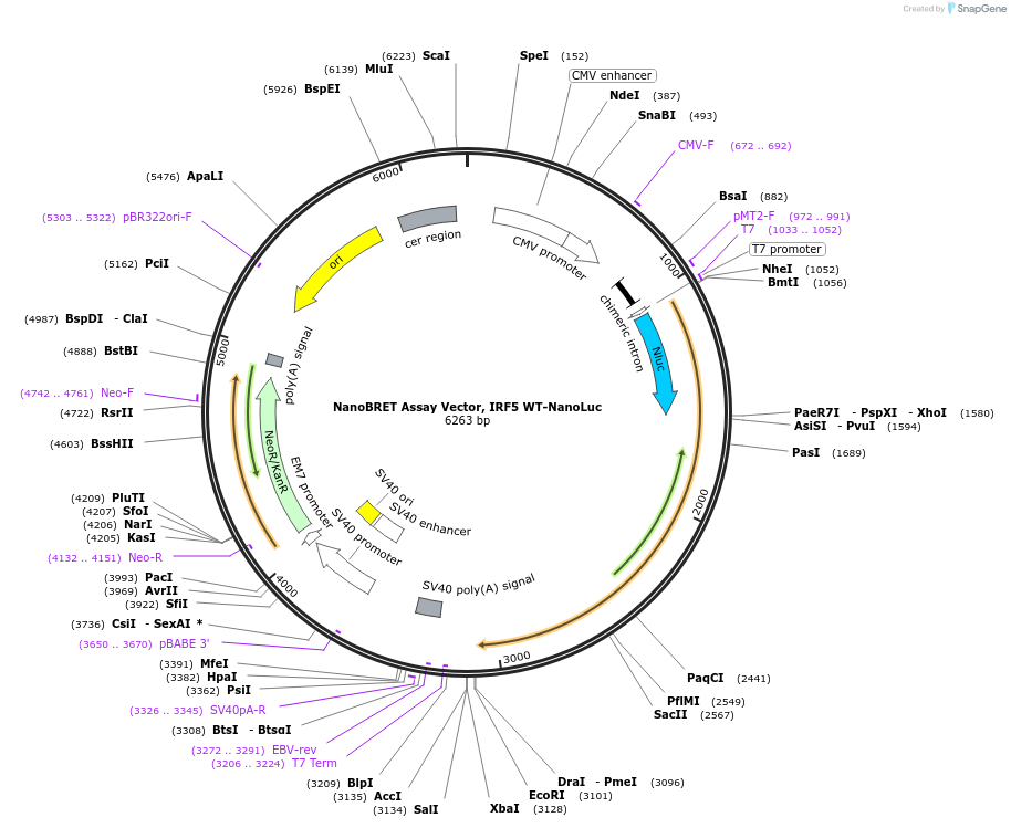 237150-plasmid-map-sequence-id-473348