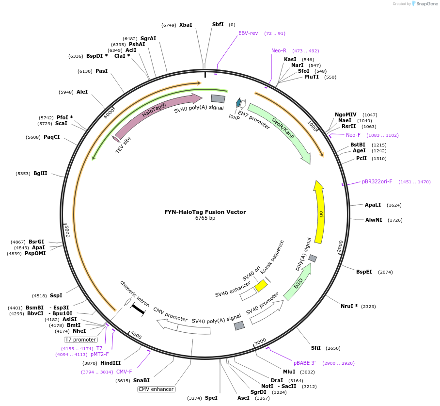 236960-plasmid-map-sequence-id-473349