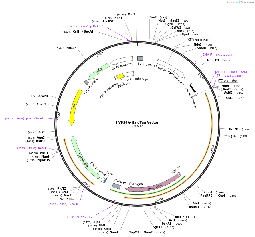 236977-plasmid-map-sequence-id-473351