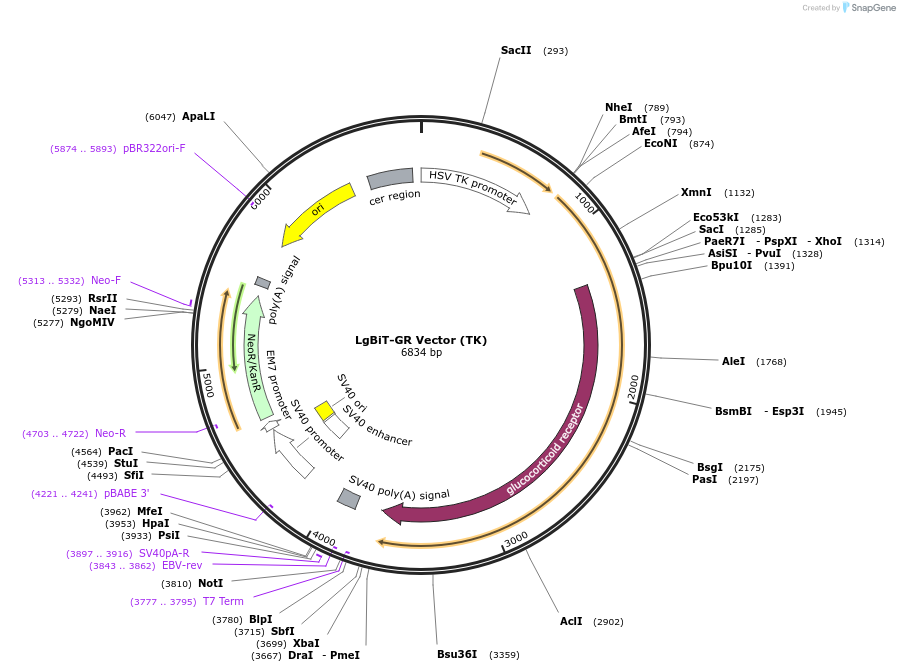 237160-plasmid-map-sequence-id-473354