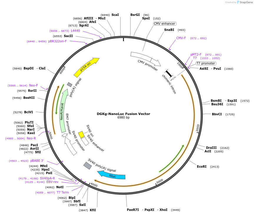 237167-plasmid-map-sequence-id-473355