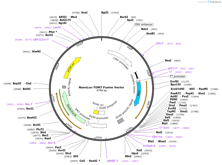 237166-plasmid-map-sequence-id-473356