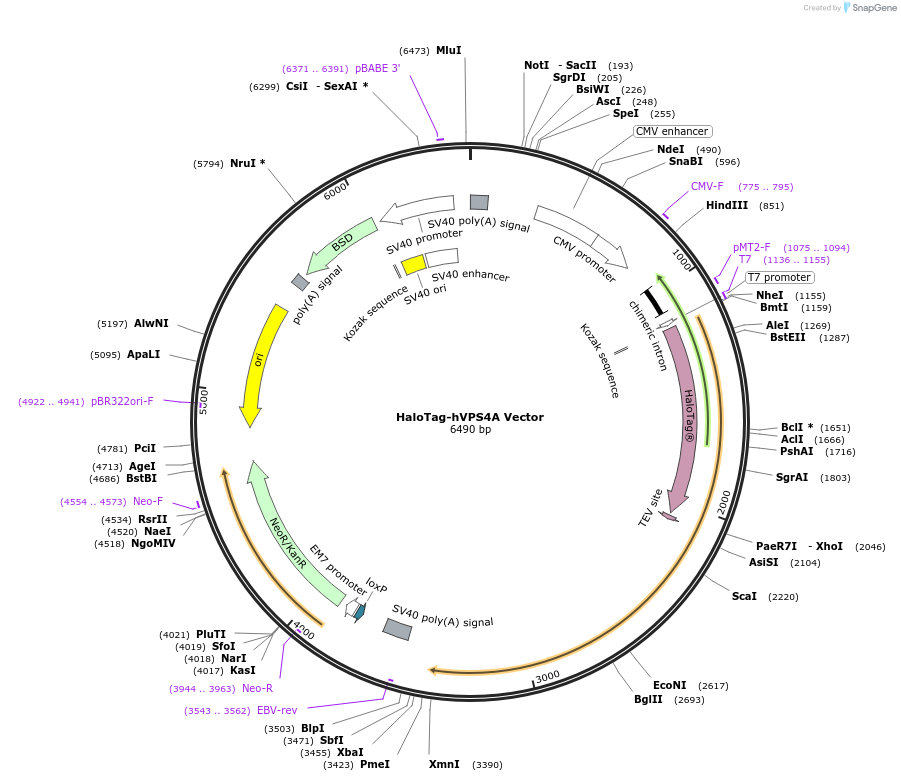 236978-plasmid-map-sequence-id-473357