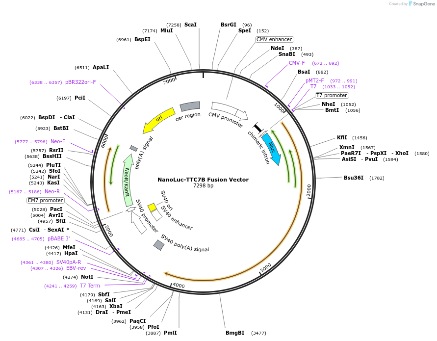 236953-plasmid-map-sequence-id-473358