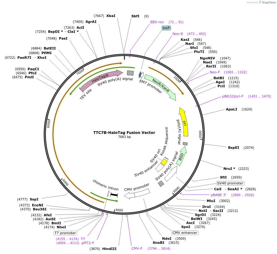 236954-plasmid-map-sequence-id-473359