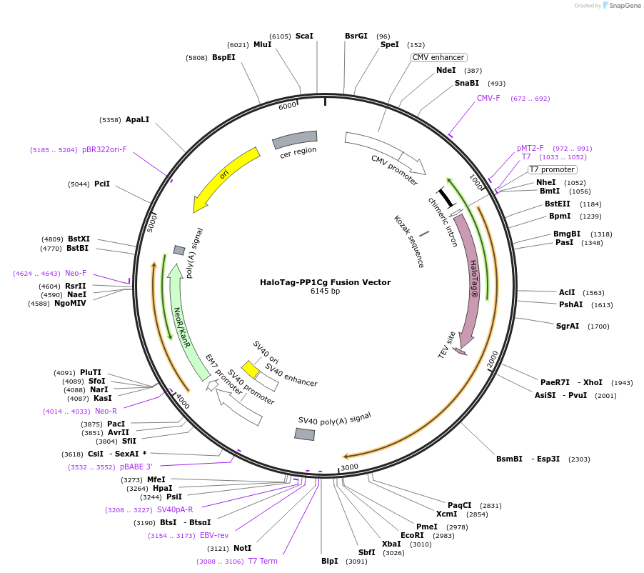 236951-plasmid-map-sequence-id-473360