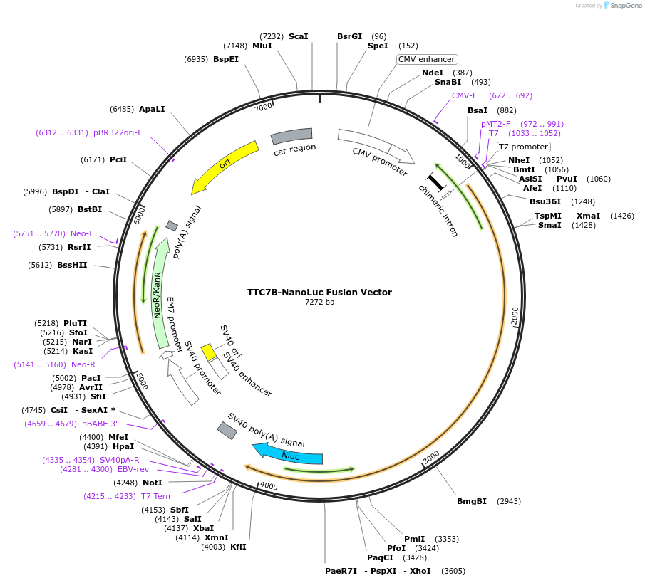 236952-plasmid-map-sequence-id-473361