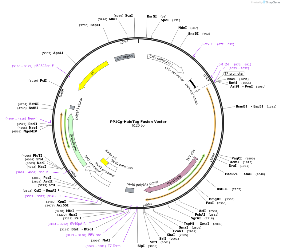 236950-plasmid-map-sequence-id-473362