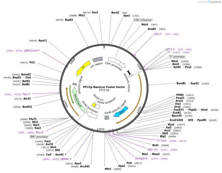 236948-plasmid-map-sequence-id-473363