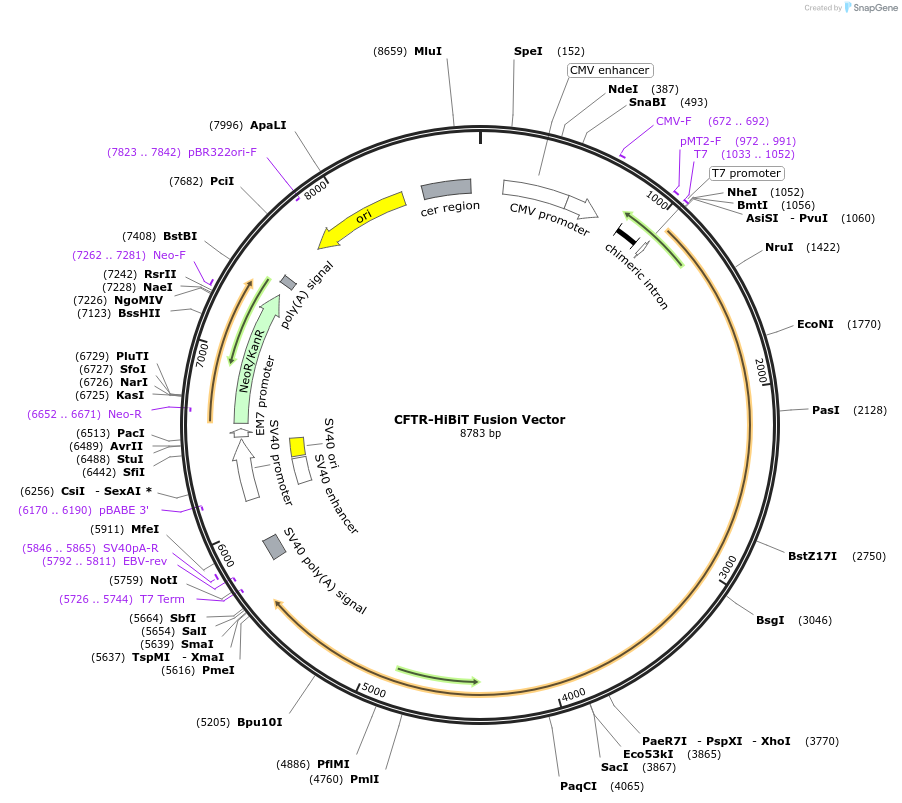 236890-plasmid-map-sequence-id-473364