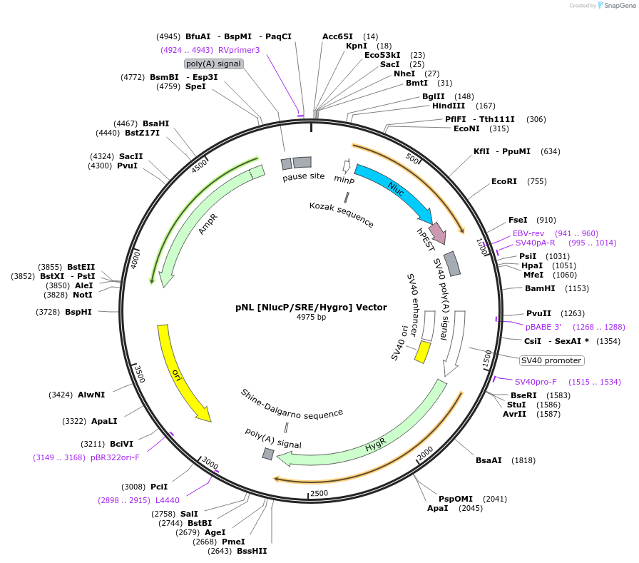 236810-plasmid-map-sequence-id-473365
