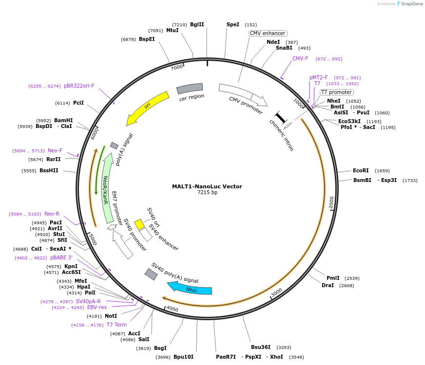 236935-plasmid-map-sequence-id-473366