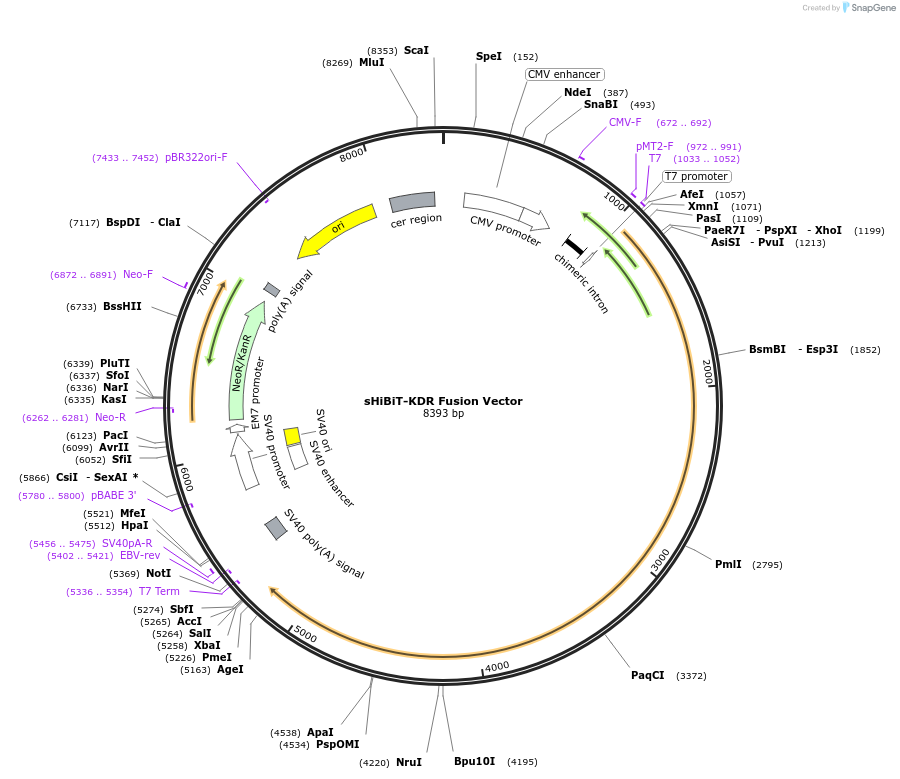 236888-plasmid-map-sequence-id-473367
