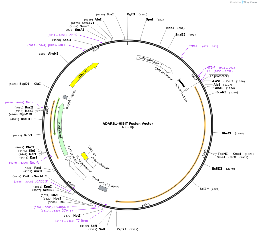 236892-plasmid-map-sequence-id-473369