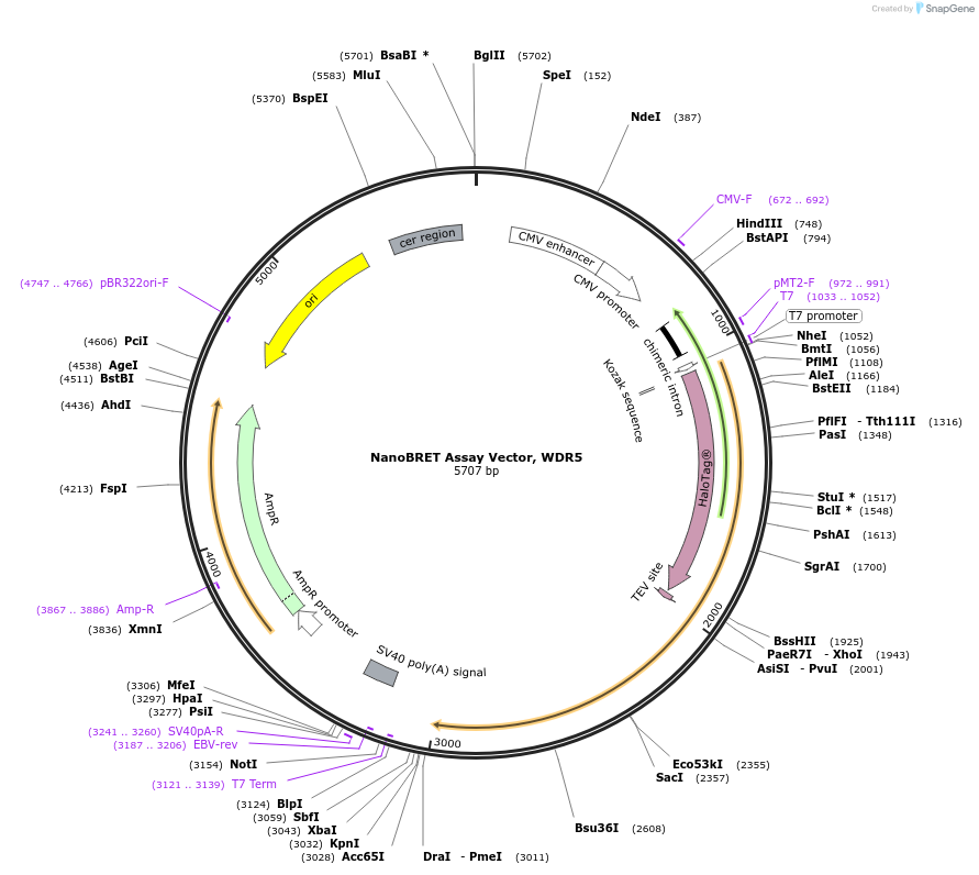 237141-plasmid-map-sequence-id-473372