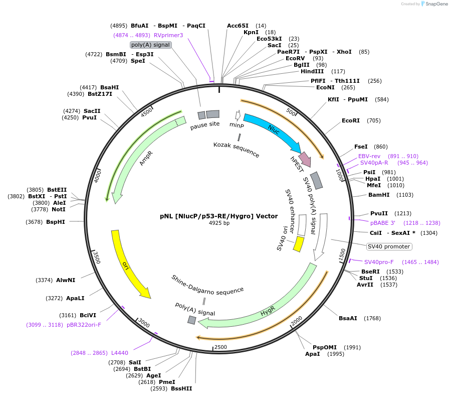 236920-plasmid-map-sequence-id-473373