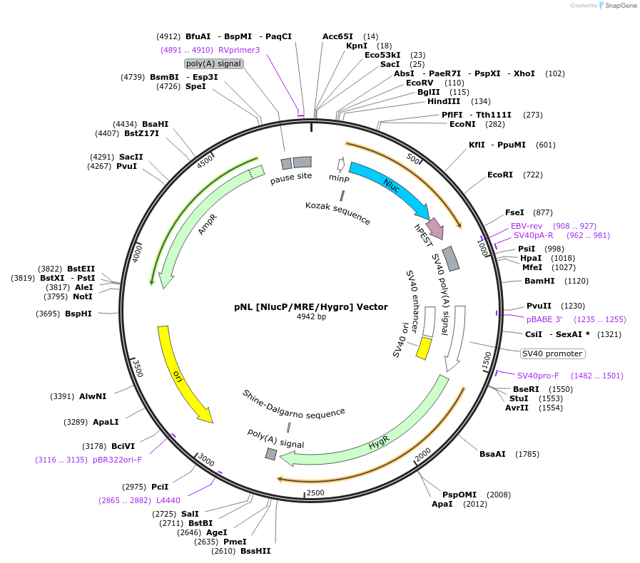 236919-plasmid-map-sequence-id-473374