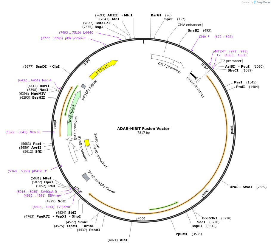 236895-plasmid-map-sequence-id-473375