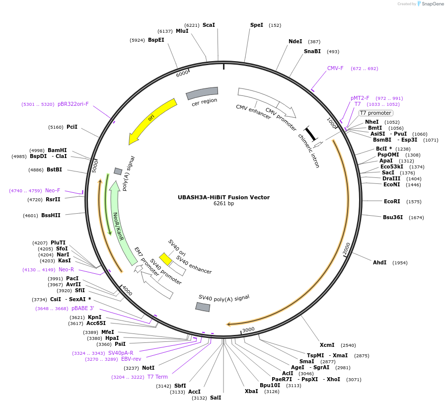 236896-plasmid-map-sequence-id-473376