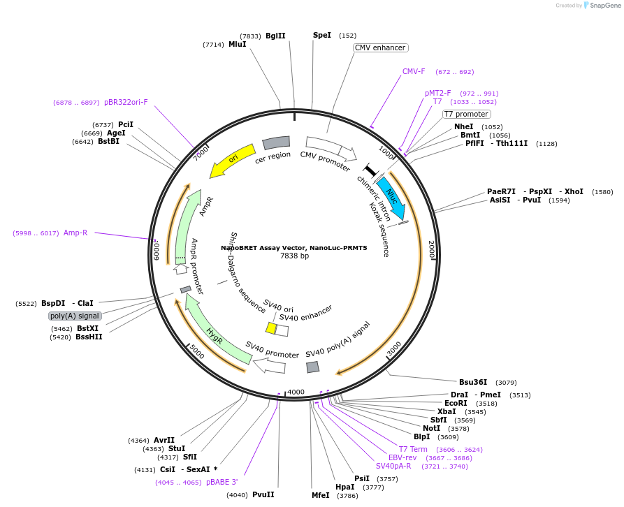 237002-plasmid-map-sequence-id-473377
